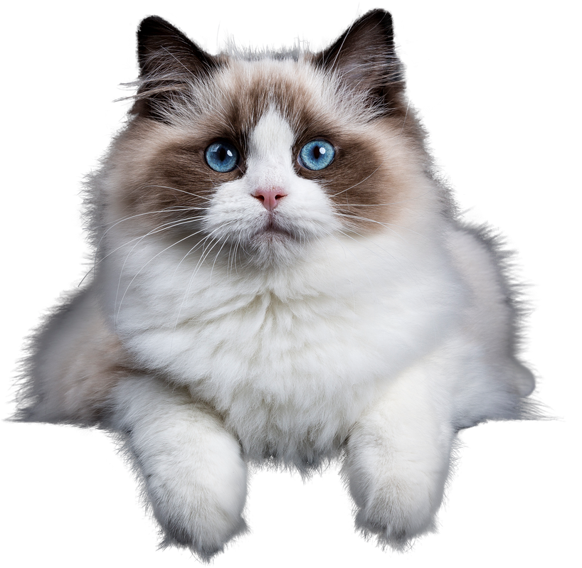 Ragdoll Cat Looking at the Camera on Transparant background