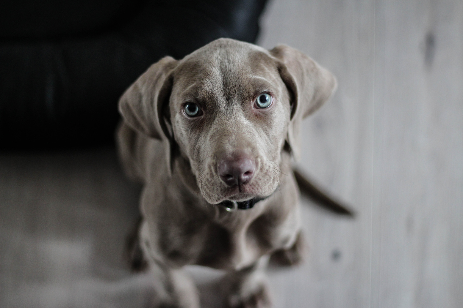 Cute bLack Dog